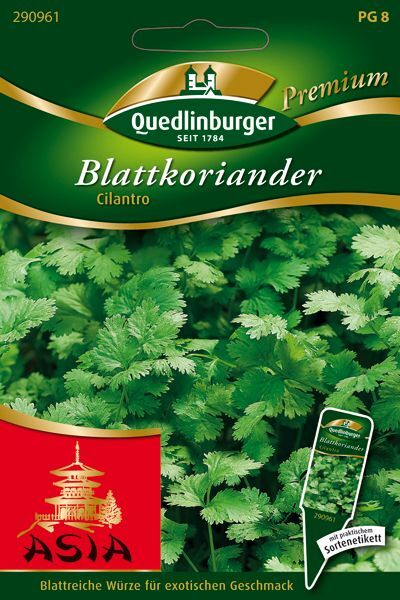 Blattkoriander Cilantro