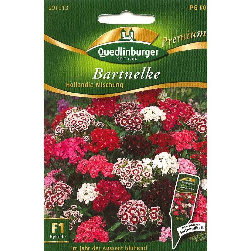 Bartnelke Hollandia Mischung