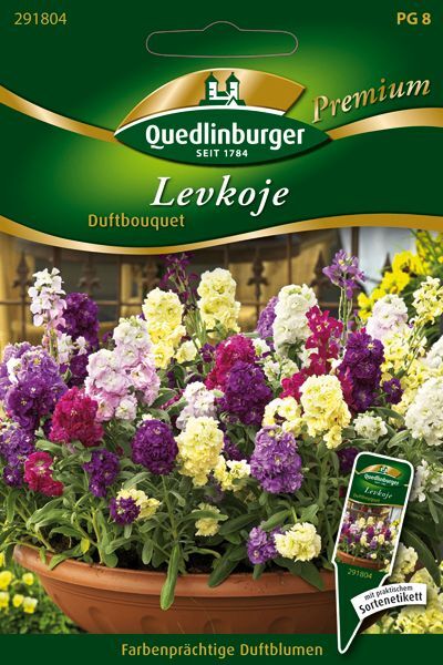 Levkoje Duftbouquet