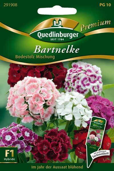 Bartnelke Bodestolz Mischung