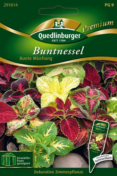 Buntnessel Bunte Mischung