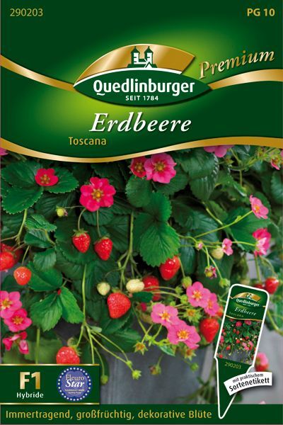 Erdbeere Toscana
