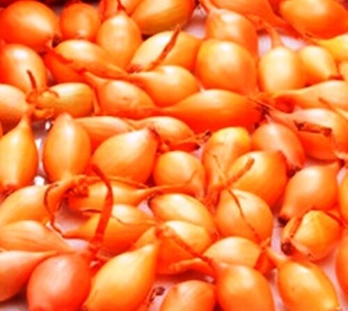500g gelbe Steckzwiebeln "Birnenförmige"