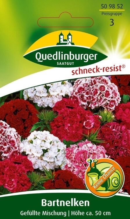 Bartnelken Gefüllte Mischung